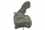 Fossil Sauropod Caudal Vertebra with Metal Stand - Colorado #335454-4